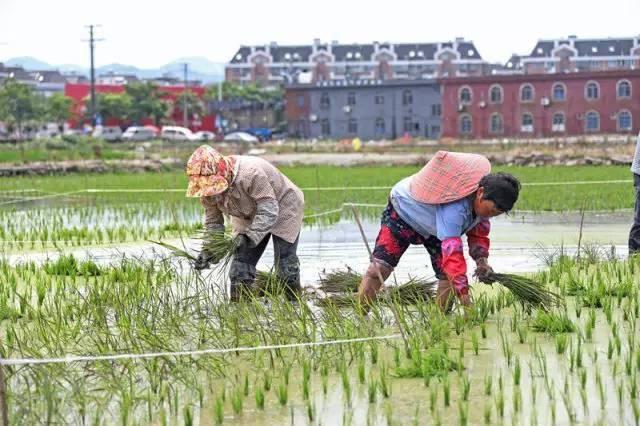 低成本小生意都有哪些（在农村月收入过万的几个小生意）-千图副业网