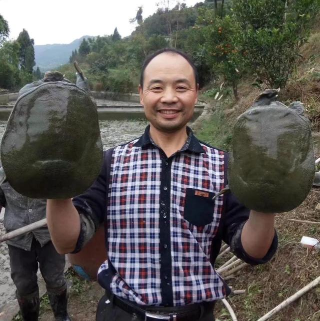 回农村养鳖年收入百万（未来养殖业什么最赚钱农村）-千图副业网