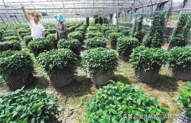 图片[9]-农村种植什么利润高（种什么药材最赚钱农村2022年）-千图副业网